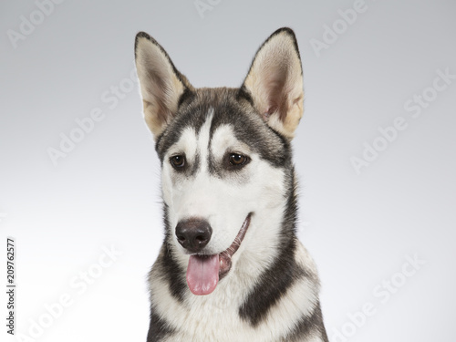 Husky puppy portrait. Image taken in a studio with white and grey background. © Jne Valokuvaus