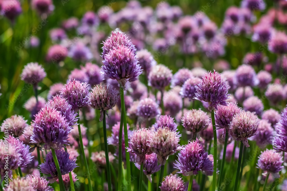 close up of pink red clover flower in green blurred background close up of pink red clover flower in green blurred background