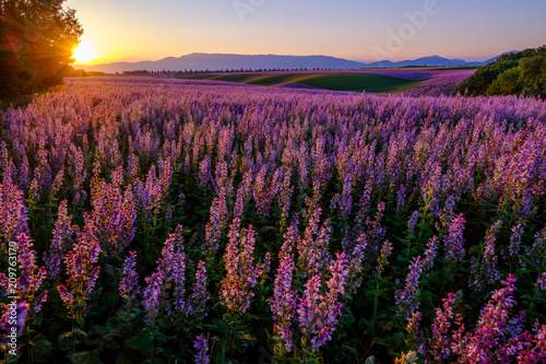 Champ de sauge sclar  e  lever de soleil. Valensole  Provence  France.