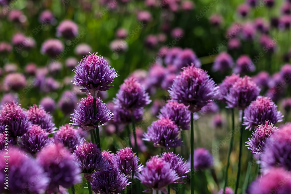 close up of pink red clover flower in green blurred background close up of pink red clover flower in green blurred background