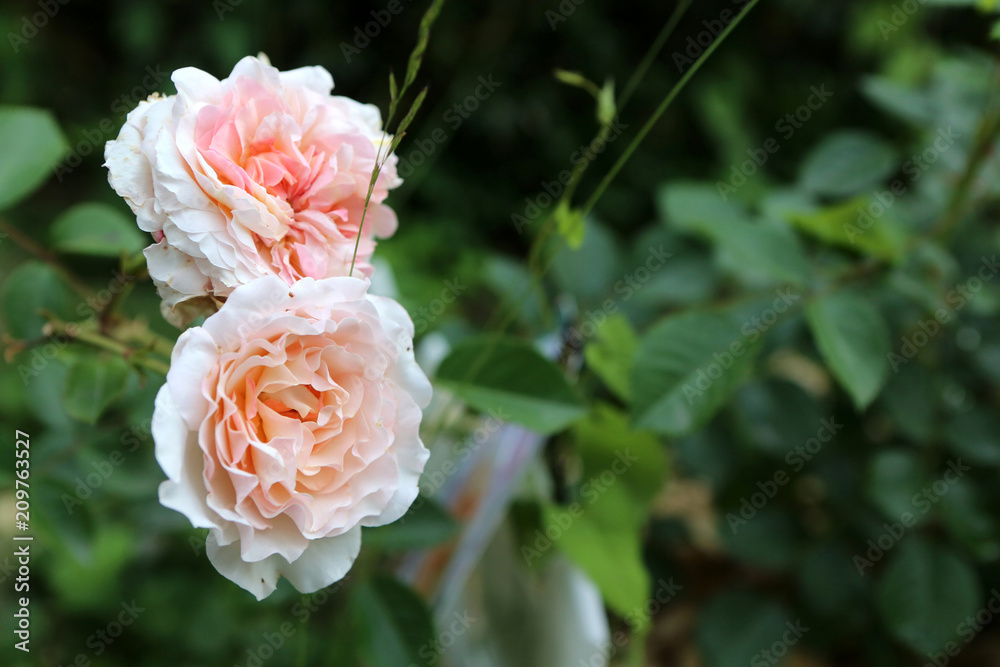 Roses. Roses.