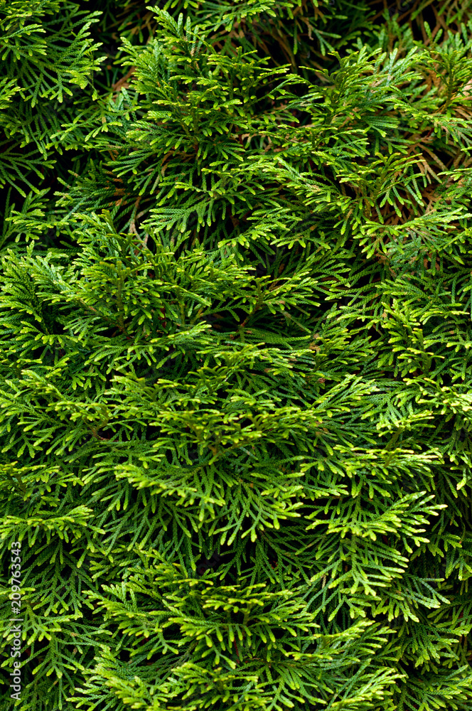 Green leaves beautiful textured screensaver