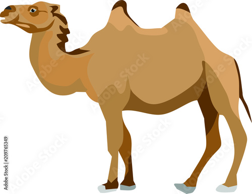 Camel