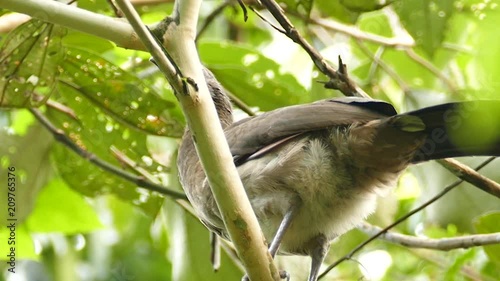 Grey-Headed Chachalaca Ortalis Cinereiceps looking around photo