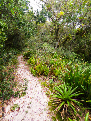 Walking path through the Atlantic forest in an Area of Permanent Preservation - Florianopolis, Brazil photo