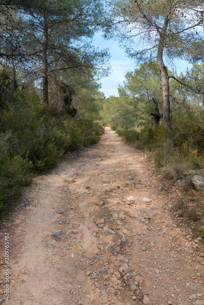 Payment Management Mountains and palms desert trees