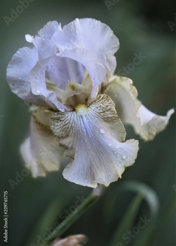 iIris flower photo