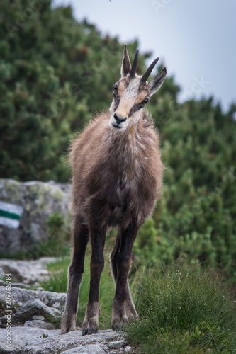 Fototapeta Naklejka Na Ścianę i Meble -  Kozica - Tatry