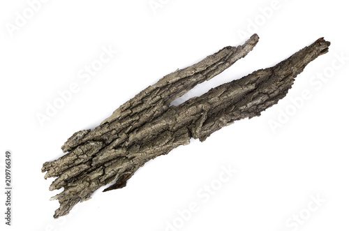 Bark of willow tree isolated on white background.