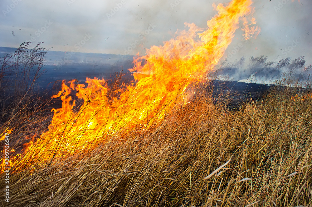 dry grass burns in the steppe.