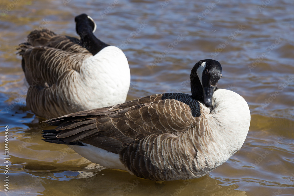 Obraz premium Artificiel lake