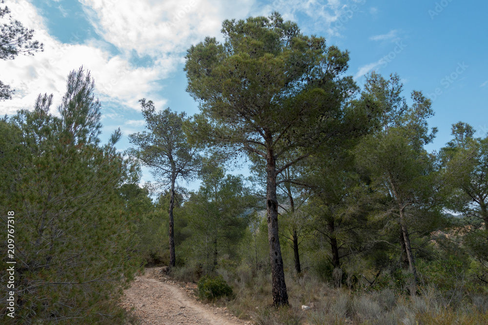 Payment Management Mountains and palms desert trees Payment Management Mountains and palms desert trees