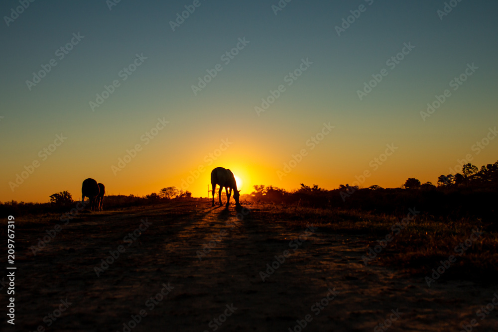 Silhouettes of horses at sunset in the field. Long shadows in the golden hour.