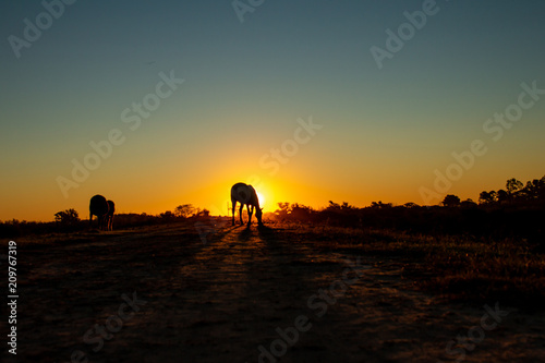 Silhouettes of horses at sunset in the field. Long shadows in the golden hour.
