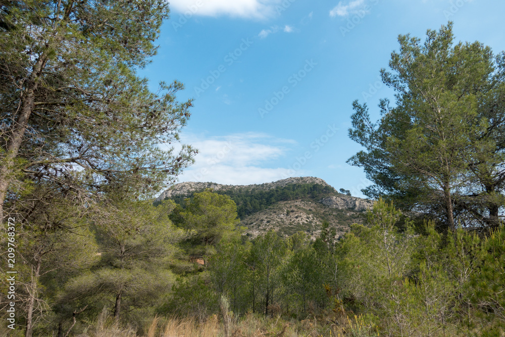 Payment Management Mountains and palms desert trees Payment Management Mountains and palms desert trees
