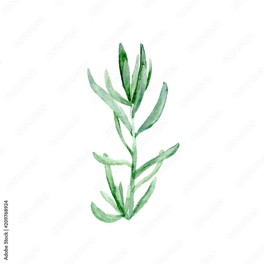 Obraz premium Botanical watercolor illustration sketch of Botanical watercolor illustration sketch of cute nature botanical elegant greenery Succulent plant on white background.