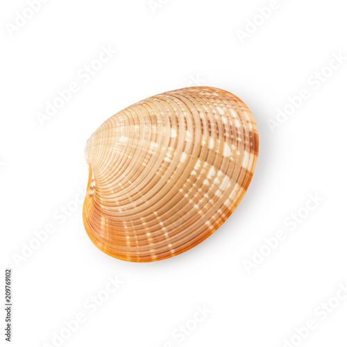 Sea cockleshell isolated on white background