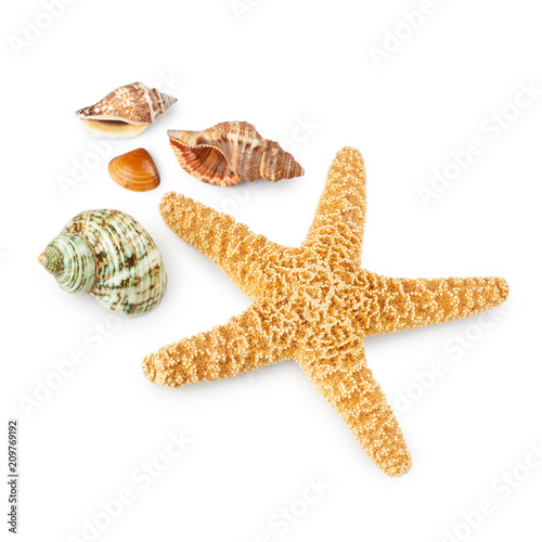 Seashells and starfish isolated on white background
