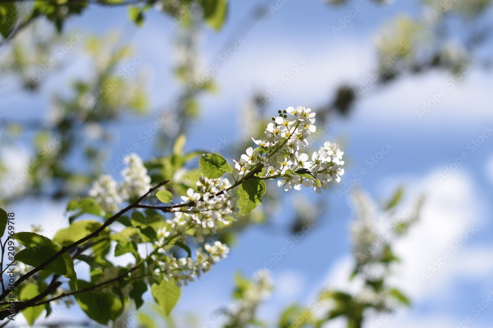 Tree Blossom Tree Blossom