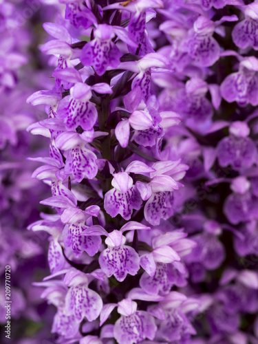 Nahaufnahme einer wilden lila Orchidee