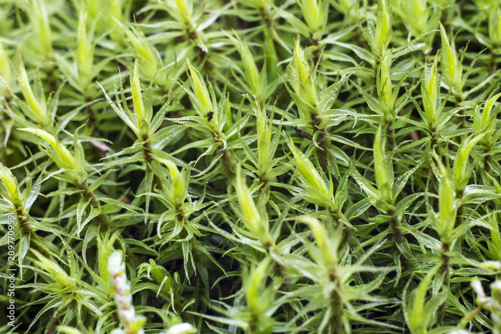 Background Macro of moss