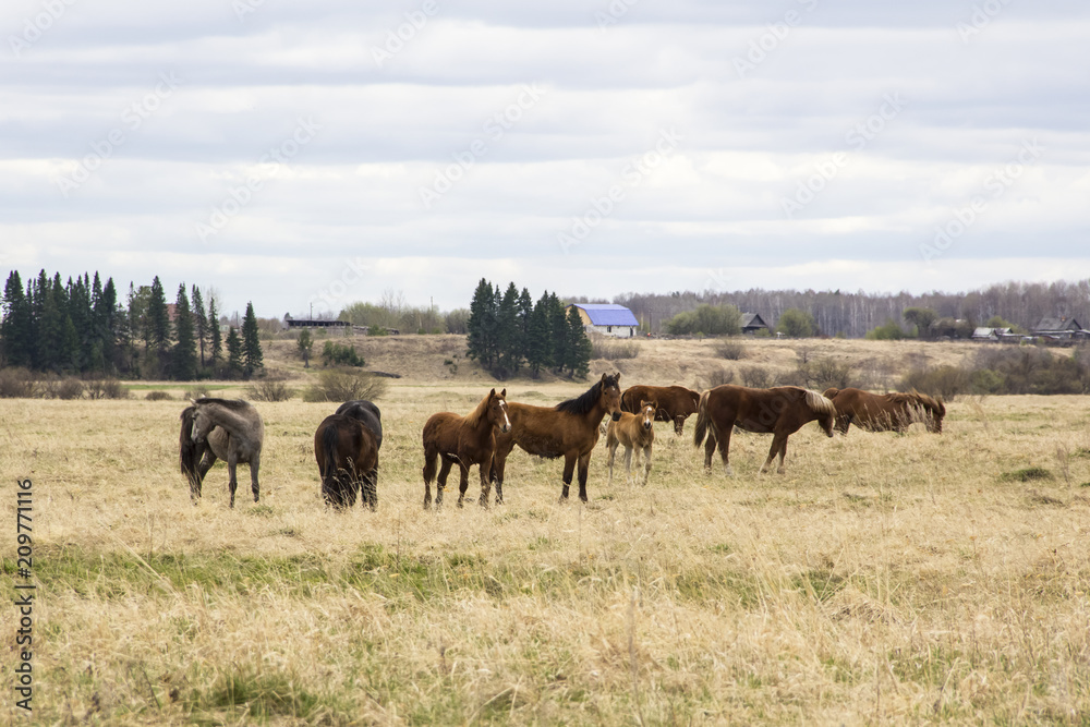 The herd of horses grazing in a meadow The herd of horses grazing in a meadow