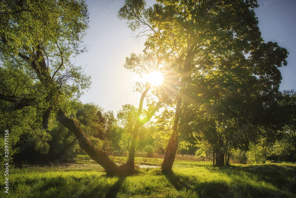 Summer nature on clear sunny morning. Lush green trees and grass in sunlight. Bright sun rays through branches of trees on bank of picturesque river. Landscape of summer nature with sunbeams.
