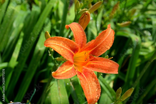 Nice flowers in the garden in midsummer, in a sunny day. Green landscape