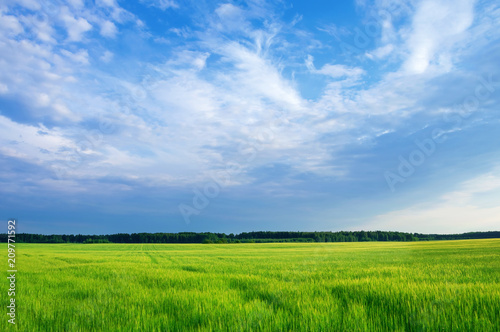 Summer rural landscape with green field and beautiful sky
