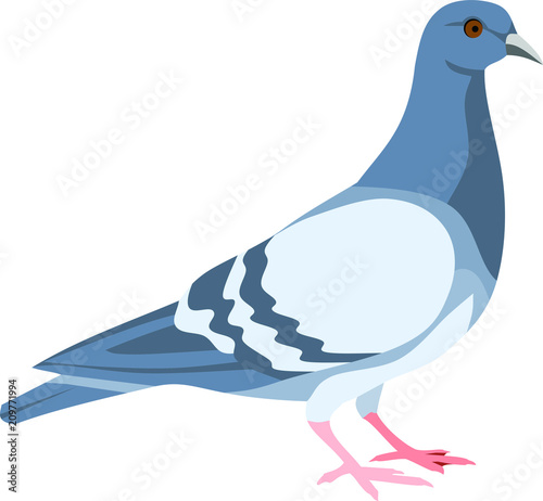 Pigeon