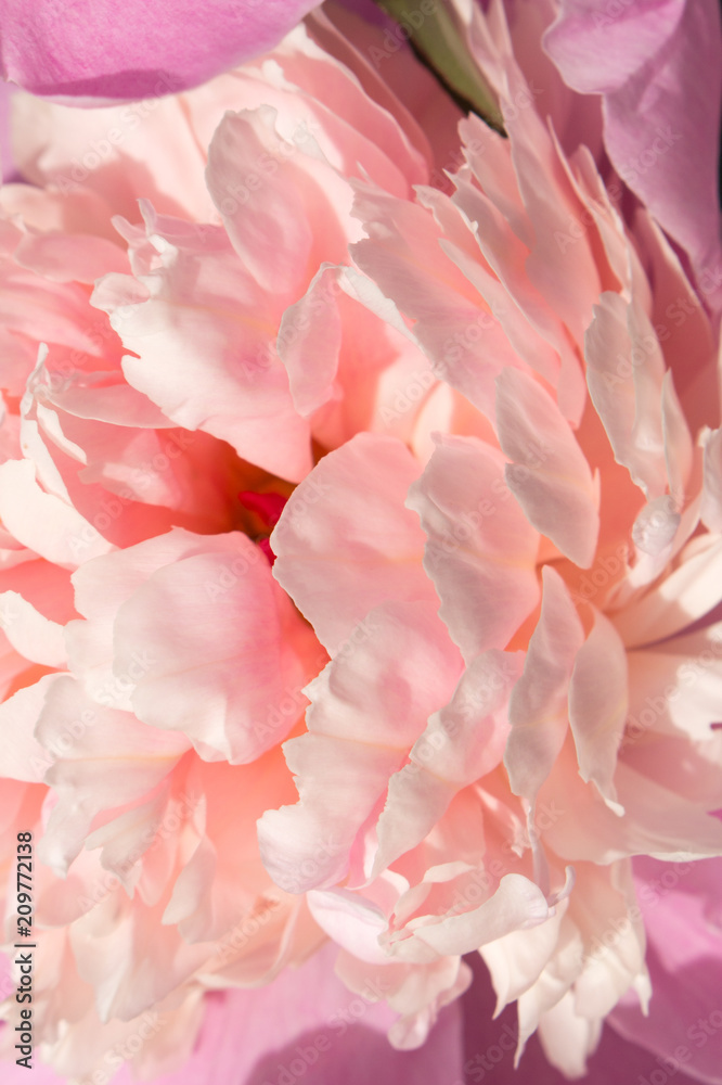 Flower of pink peony, close-up, background.