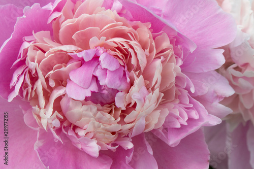 Fototapeta Naklejka Na Ścianę i Meble -  Flower of pink peony, close-up, background.