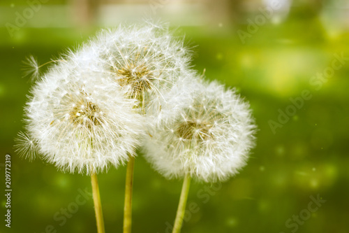 3 wishes. Blowballs dandelions on a green park background. Copyspace