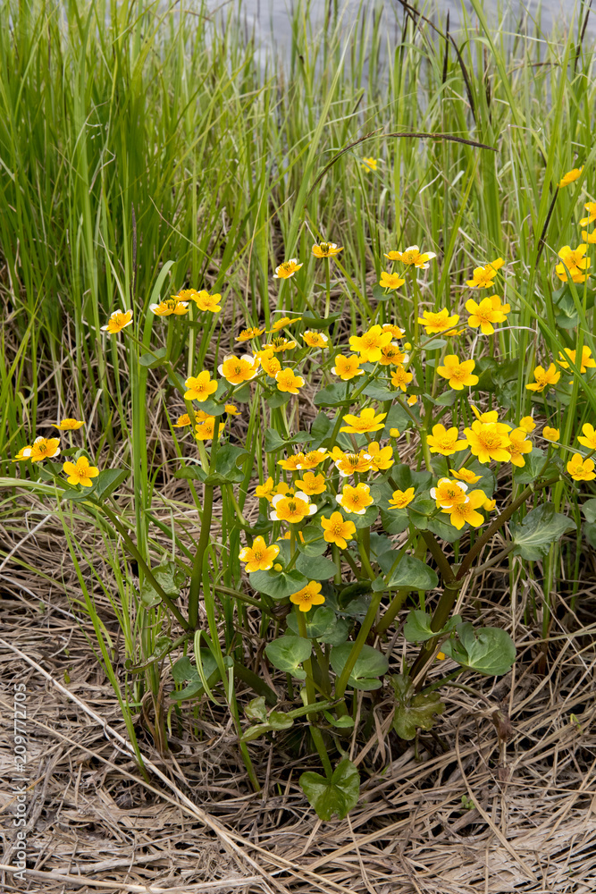 Fototapeta premium kaluzhnitsa marshy grows on the shore of Lake Tungozero. Karelia. Russia