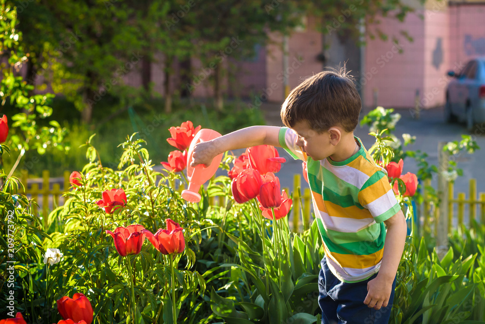 Little child walking near tulips on the flower bed in beautiful spring day. Kid boy outdoors in the garden with watering can Little child walking near tulips on the flower bed in beautiful spring day. Kid boy outdoors in the garden with watering can