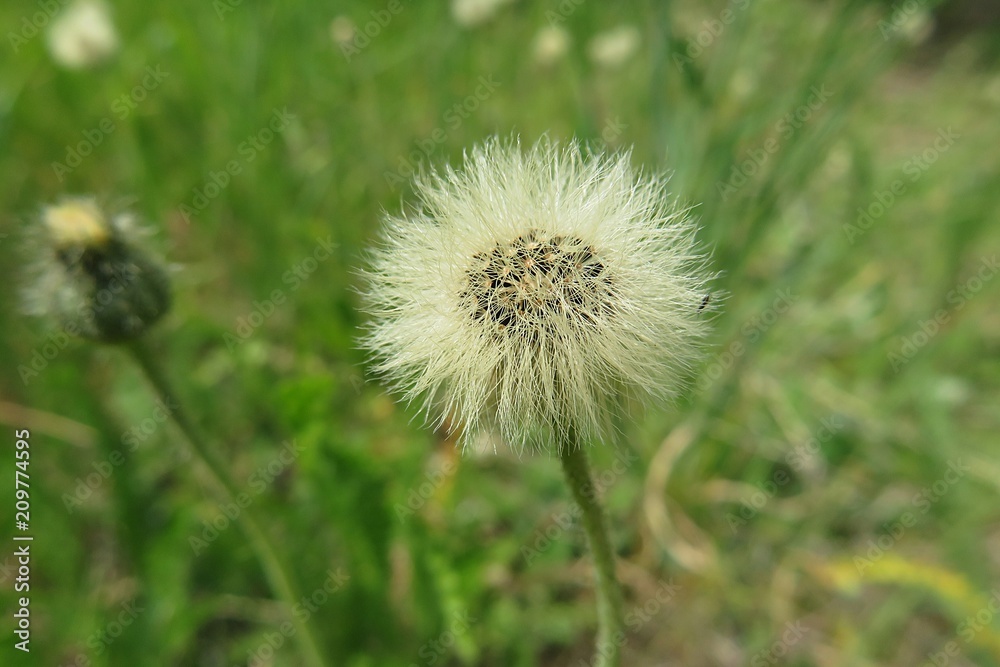 Faded hieracium flower in the garden, closeup