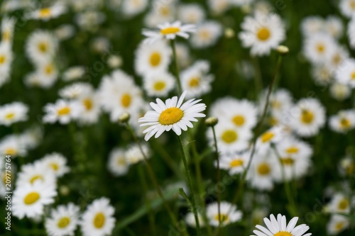 Camomile daisy flowers. Slovakia 