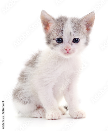 Fototapeta Naklejka Na Ścianę i Meble -  Kitten on white background.