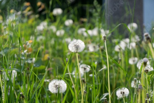 Dandelion in the grass during sunny days . Slovakia © Valeria