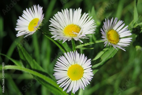 Beautiful white erigeron flowers in the meadow  closeup 
