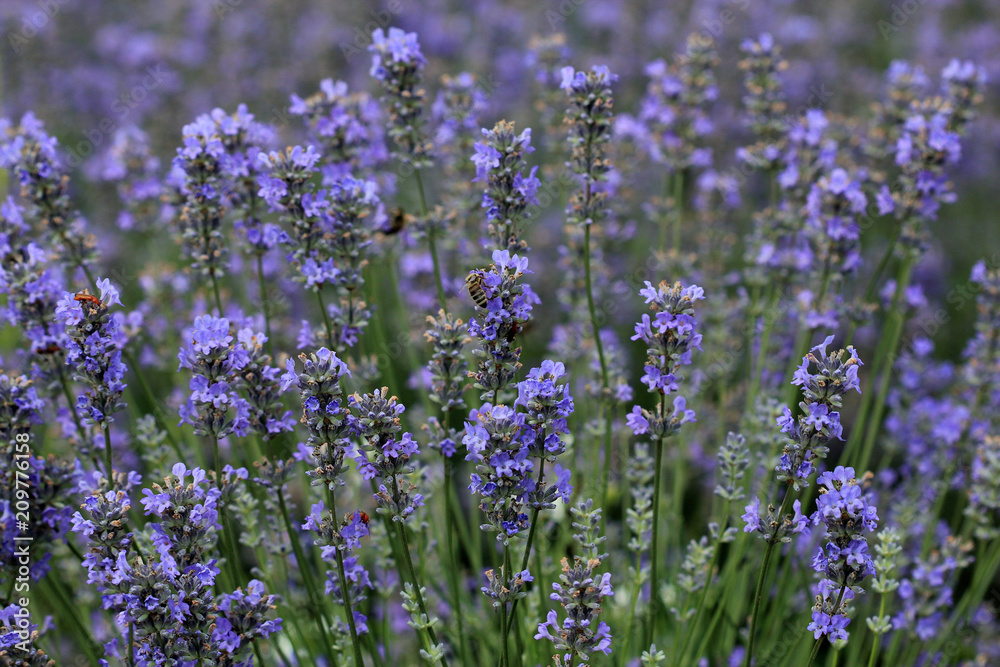 Naklejka premium Цветущая лаванда