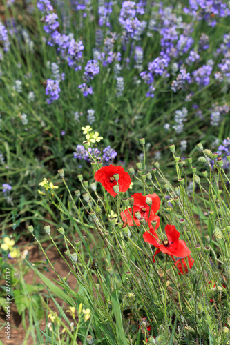 Fototapeta Naklejka Na Ścianę i Meble -  Маки и лаванда на поле 