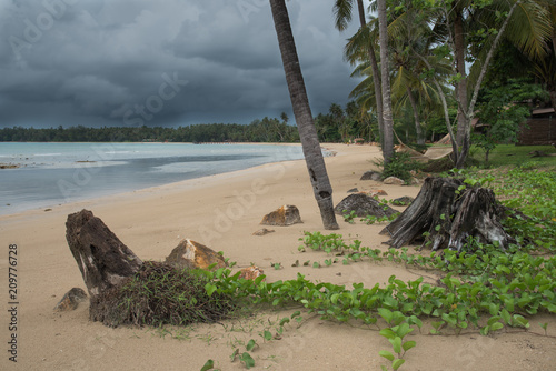 Old tree on sea beach with dark cloud