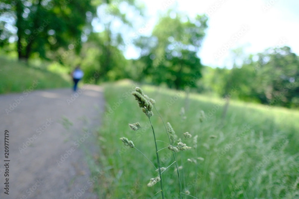 Obraz premium Grass bokeh