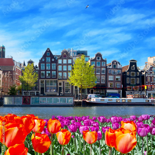 One of canals in Amsterdam with colored tulip flowers