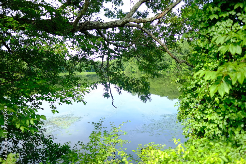 Lake and tree Lake and tree