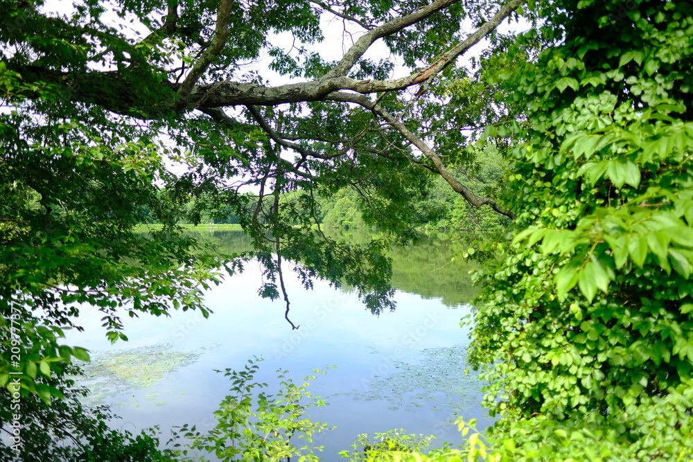 Lake and tree Lake and tree