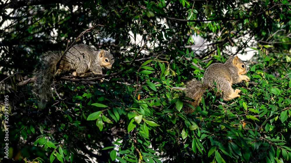 Squirrels Playing