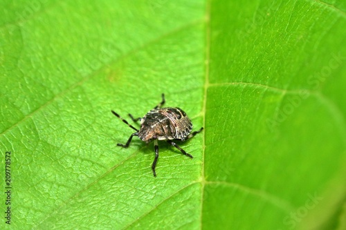 A bug on a green leaf