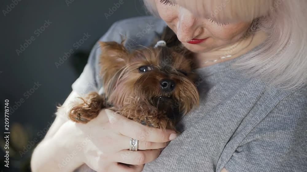 Close-up Portrait of a beautiful little dog of the Yorkshire terrier sitting on the girl's hands and looking at the camera. Close-up Portrait of a beautiful little dog of the Yorkshire terrier sitting on the girl's hands and looking at the camera.